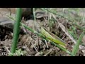 A Farmer Is A Magician Who Produces Money From The Mud ️ Full Video Upload On Date 20