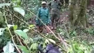 preview picture of video 'Chimpanzee in kibale forest national park'