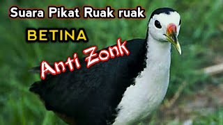Download lagu suara pikat Ruak ruak betina ngekek panggil jantan mp3 Download lagu suara pikat Ruak ruak betina ngekek panggil jantan mp3