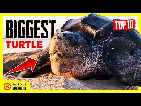 Top 10 BIGGEST TURTLE In The World | Largest Turtle