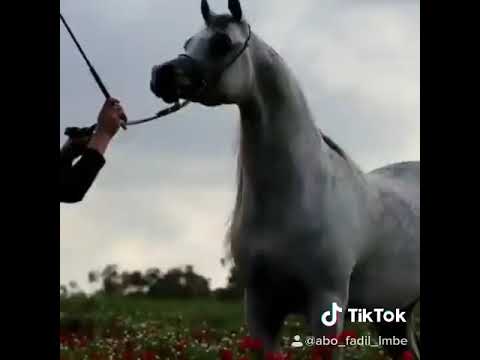 بطل الابطل الفحل العريس