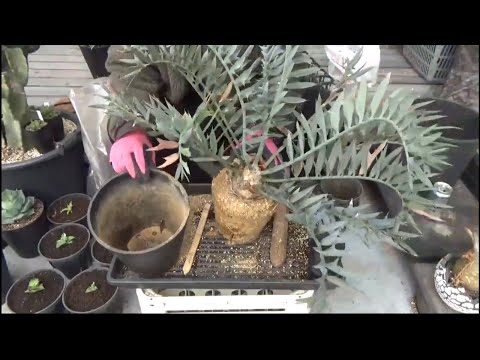 園芸 巨大なクワンゴソテツ、ローレンスエンセファラルトス