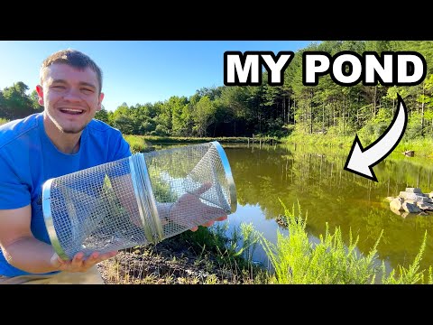 Let’s Go Minnow Trapping to Stock My Pond!
