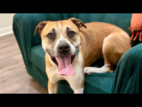 Chanel Belle your built in bestie with bonus wiggles, an adoptable Pit Bull Terrier & Boxer Mix in Delta, BC_image-1