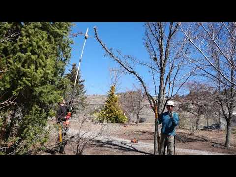 Pruning with the Pros - Removing a Wayward Branch