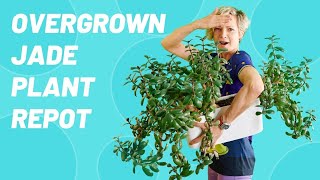 How to Repot Jade Plant: From Overgrown to Thriving - Crassula Ovata