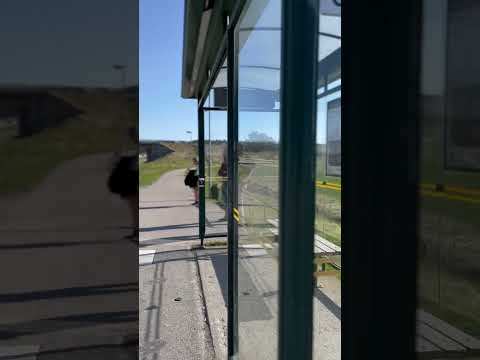 Sunny Serenity: A Peaceful Wait at the Bus Stop