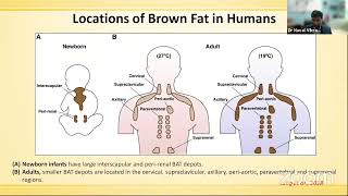 Brown Fat  What Are The Facts  Is It Practical | IDEC 2021