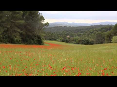 MOPIC - Field of poppies