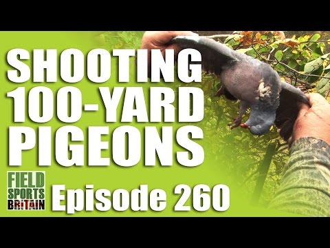 Fieldsports Britain – Shooting 100-yard Pigeons Fieldsports Britain – Shooting 100-yard Pigeons