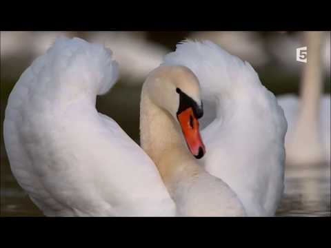 Le cygne naissance, élevage et départ autour du chateau de Chenonceau 8min27 Y