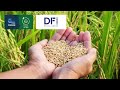 Commodity Masterclass On Rice With DFI Group