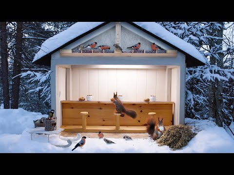 Winter Nut Bar - Relax with Squirrels & Birds ( 1 Hour )