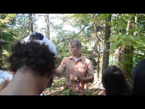 Celtis occidentalis - YouTube