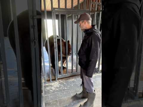 24.10.2026 Tom Bear. #russia #moscow #bear