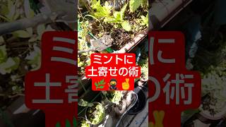 【農学修士地獄#園芸 】#ミント の葉を摘んだり、土寄せしたり、日干ししたりする#ベランダ菜園 #貧乏生活 #健康 #独身男性 。