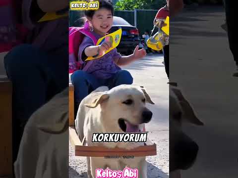 Bu Köpeğin Yaptığına İnanamayacaksınız! 🐶😱
