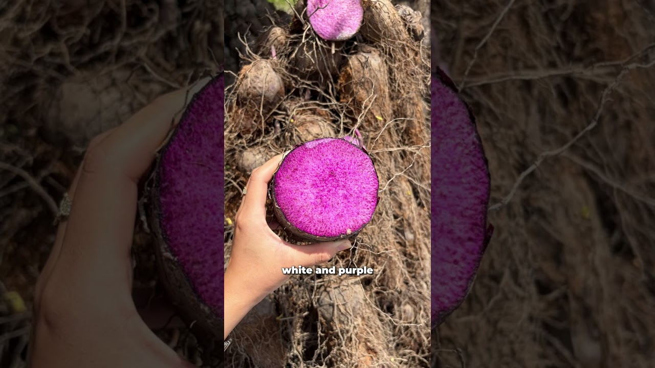 Follow Goodprice on a Visit to the Ube Farm