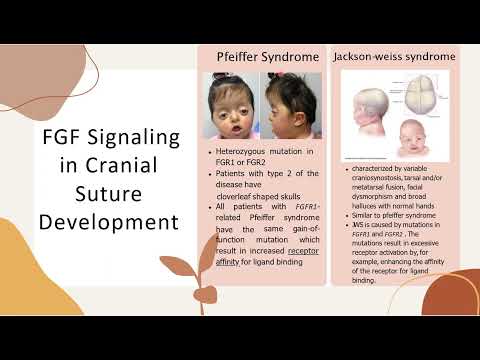 FGF Signaling Pathway in Craniofacial and Skeletal Formation