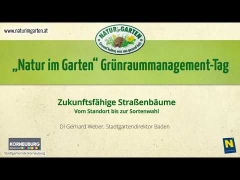 Zukunftsfähige Straßenbäume