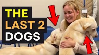 Blindfolded People Let Dogs Pick Them – Watch What Happens