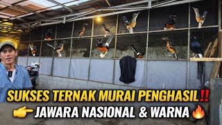 Download lagu GREBEK! PETERNAK MURAI BATU PENGHASIL JAWARA NASIONAL & WARNA | PANCORAN JAKARTA SELATAN (AFF GP BF) mp3