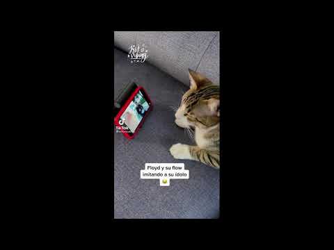 Cat Vibing To Ievan Polkka TikTok Compilation kitty Kedi watching youtube