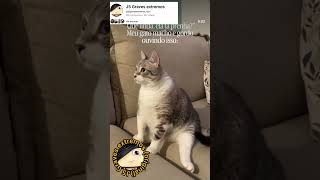 meus vizinhos falando do meu gato