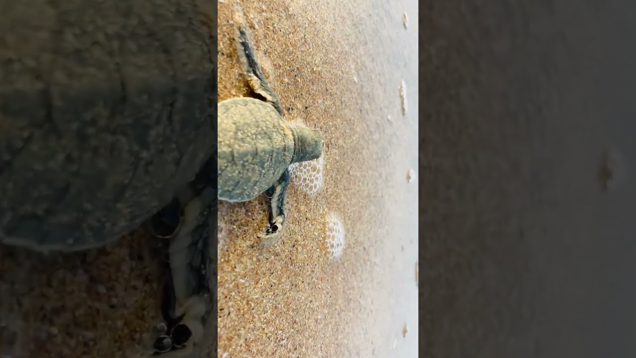 YouTube Short thumbnail