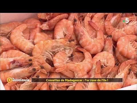 Crevettes de Madagascar : l'or rose de l'île