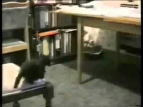 Purva Palm Beach Cheating-1 min funny cats