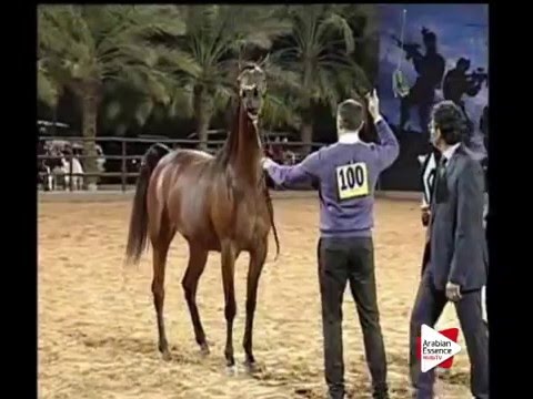 N.100 G.S. SHAHAD GULFA - Ajman 2016 - Fillies 3 years old (Class 3)
