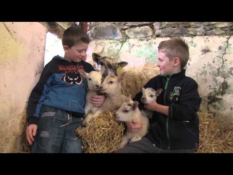 image-What do you call a male lamb?