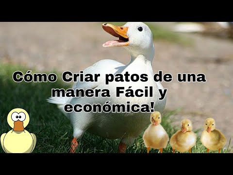 , title : 'Cómo Criar patos Fácilmente!!!'