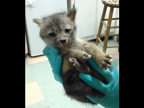 Fox kits nearly orphaned by a "humane" trap