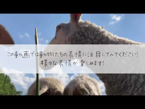 農学生命科学科 （農学部）ちょっと一息、動物たちに癒されませんか？【表情に注目！篇】BGM修正