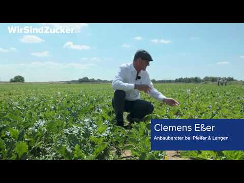 Tagebuch der Zuckerrübe - Unkrautbekämpfung