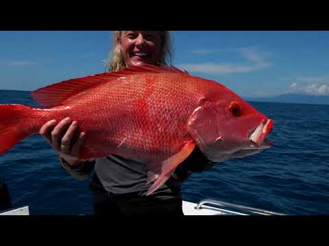 Fishing Tips | Wonky Holes | Nannygai and Red Emperor
