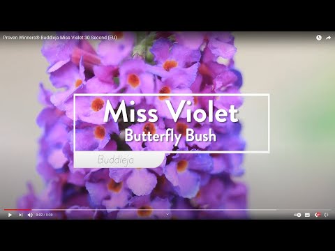 Miss Violet