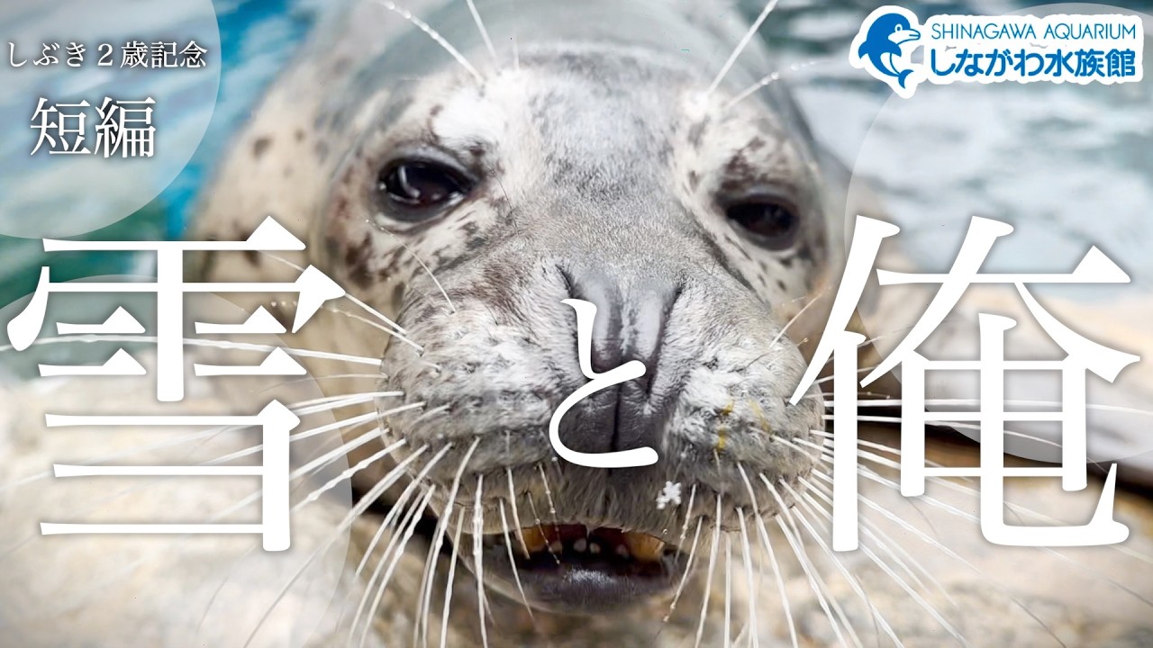 雪の降った日＠しながわ水族館【ゴマフアザラシ】