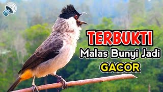 Download lagu Untuk yang Malas Bunyi - Suara Burung Kutilang Gacor Memanggil Temannya mp3