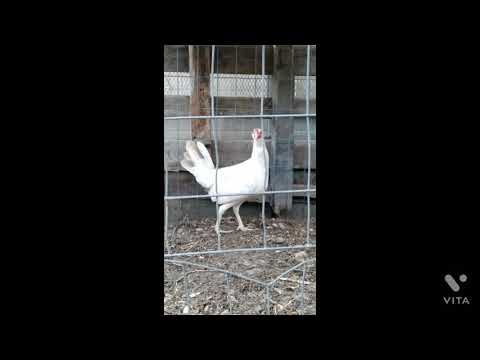 hermosa polla pumpkin White para esta temporada