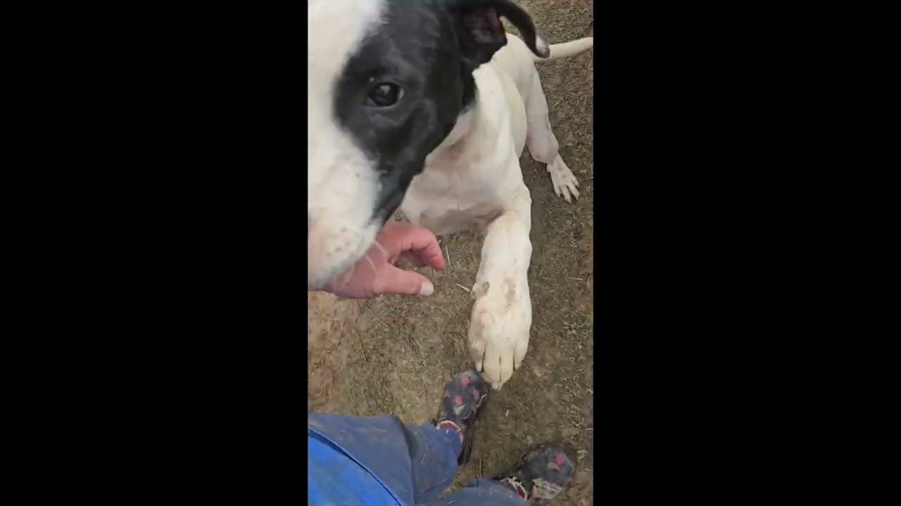 Enlarge Gus Gingerbread, a Adoptable mixed breed in Woburn, MA video 6/6