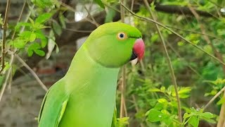 Ye mummy mithu ko roti do 🤤