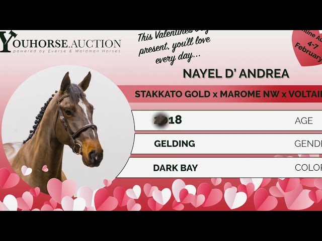 Nayel D'Andrea W
