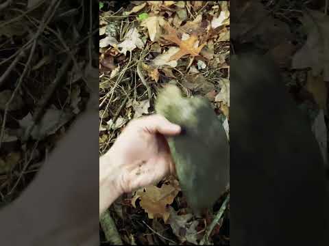 Bigfoot Unveiled: New Archeological Evidence #bigfoot #sasquatch #quetzalcoatl #Bigfoot Documentary