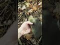 Bigfoot Unveiled New Archeological Evidence Bigfoot Sasquatch Quetzalcoatl Bigfoot Documentary