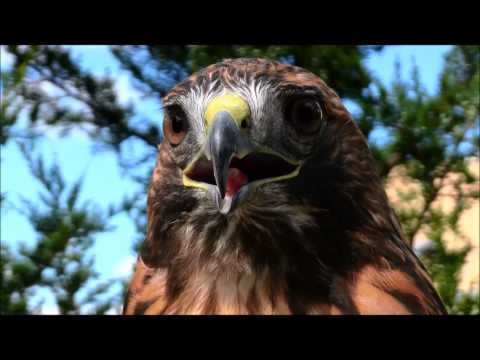 Peoria Zoo Red Tailed Hawk