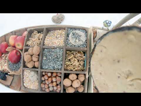 The Traveling Bird Feeder 2 - Relax With Squirrels & Birds