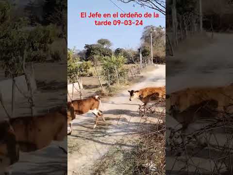 #paratii #xybca #vacas #leche #campo #quesada #jutiapa #guatemala